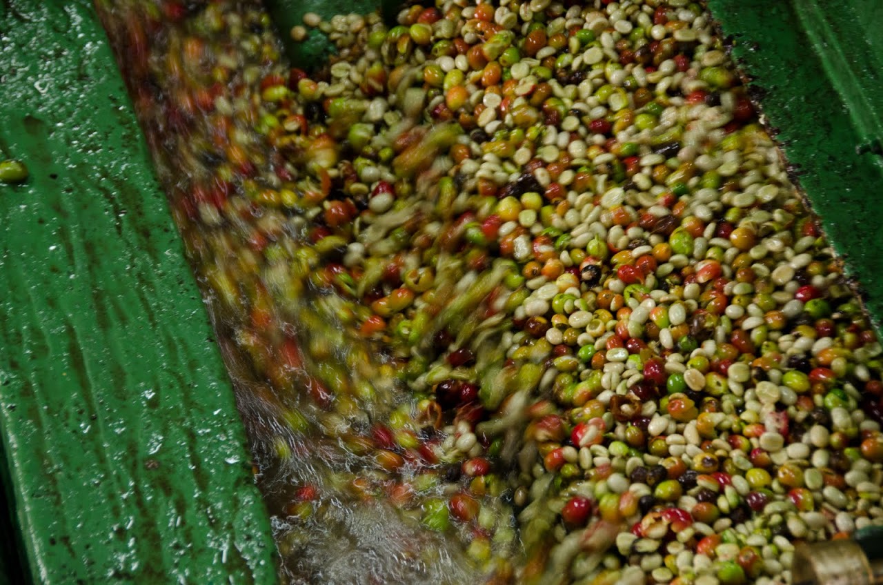 Coffee berries being peeled