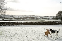 Chewy and Abby in the Peak District