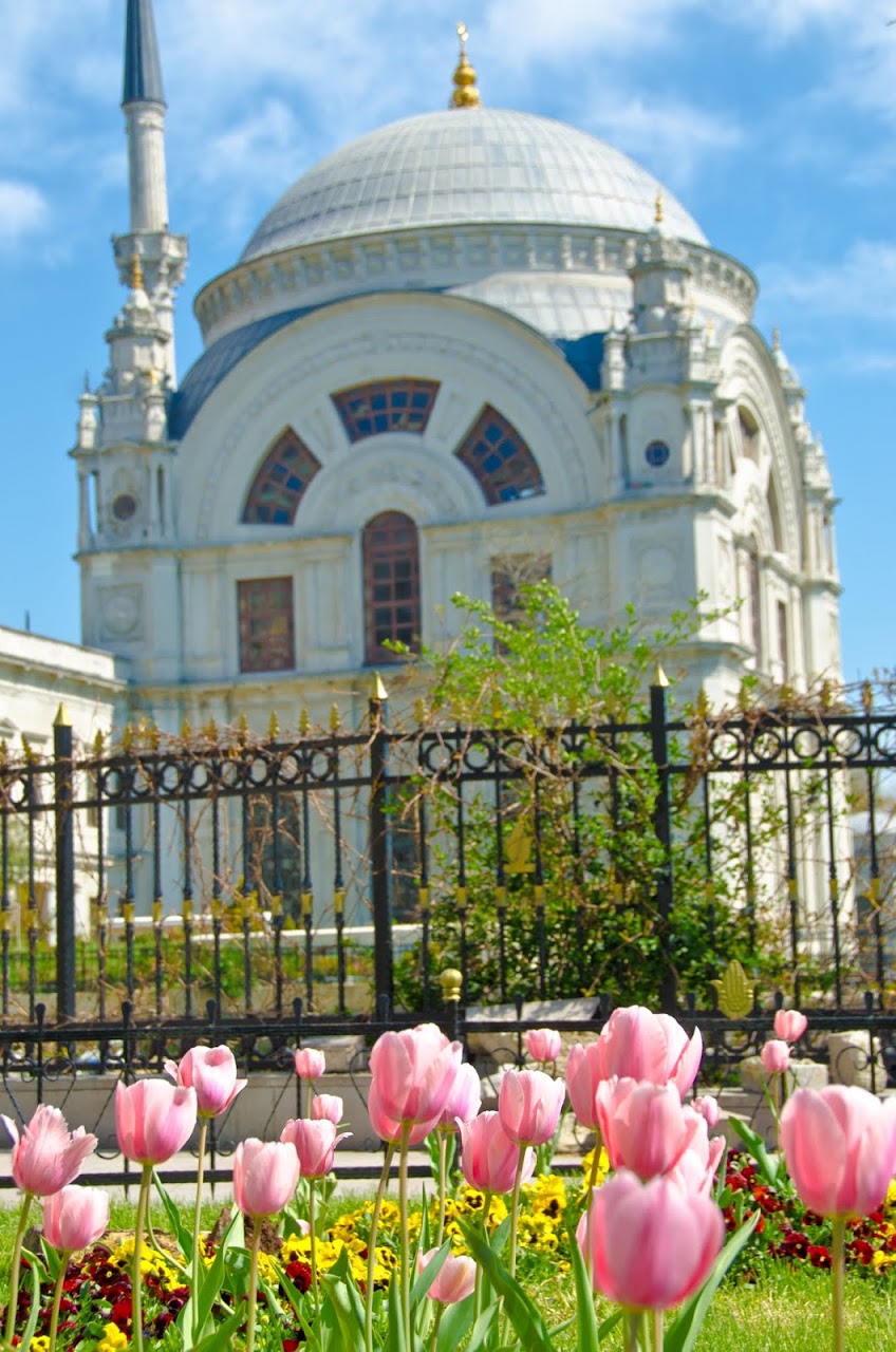 Pink tulips and a mosque