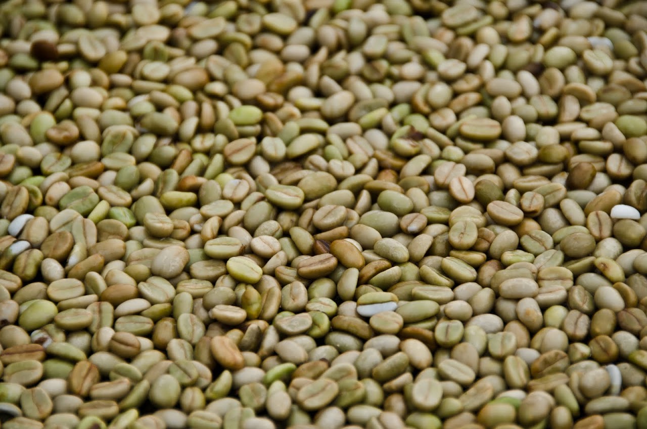 Beans drying