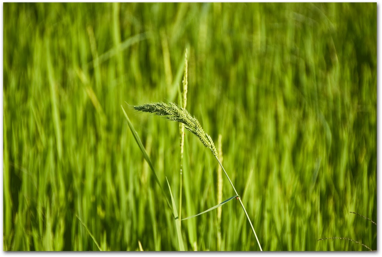 Rice in rice field