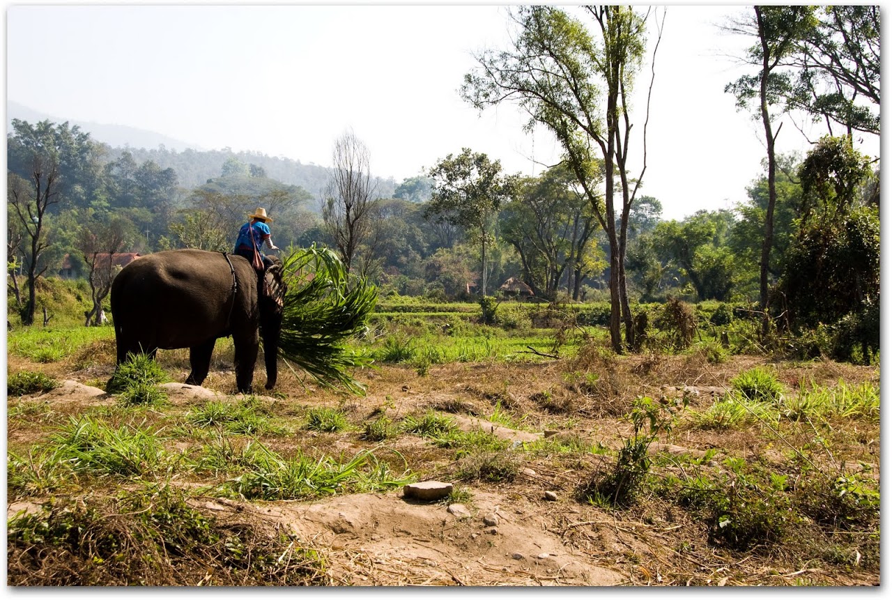 Elephant gathering grass at Patara Elephant Farm, Chiang Mai