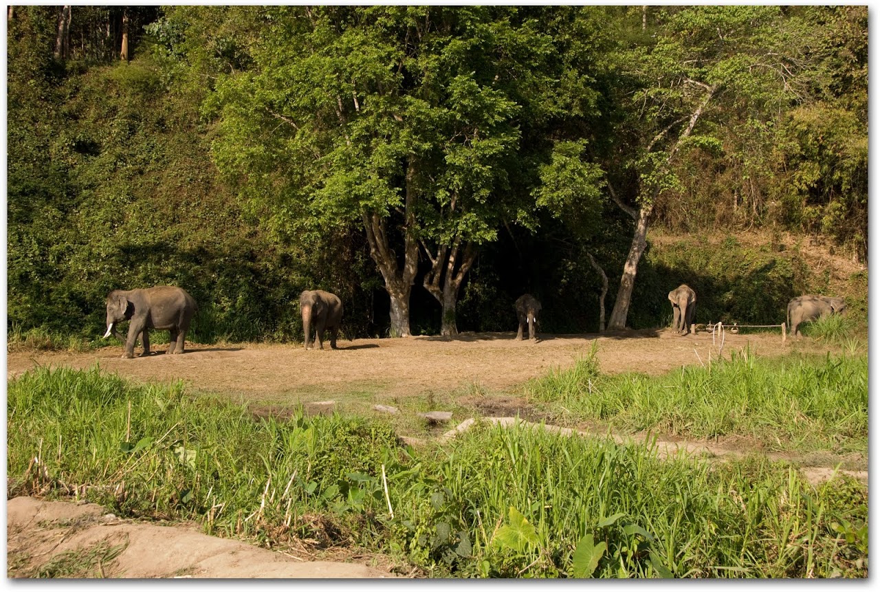Elephants at Patara Elephant Farm