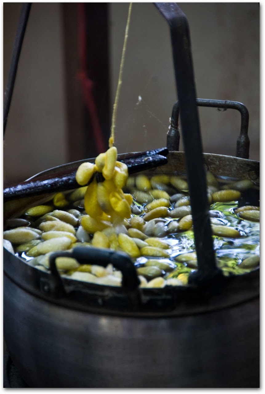Silk cocoons boiled