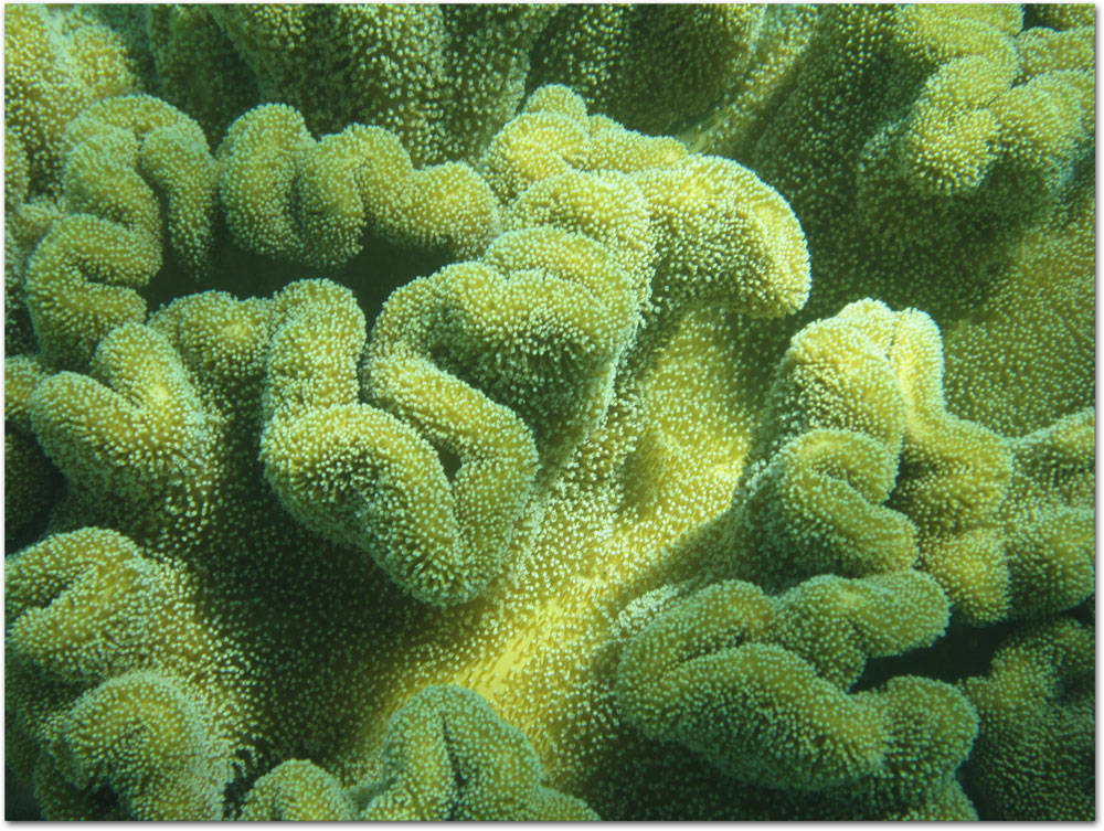 Yellow coral at the Whitsundays