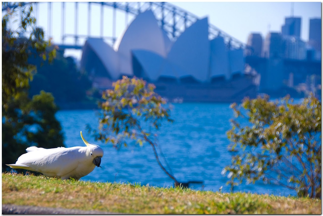 Cockatoo in front of Sydney Opera House