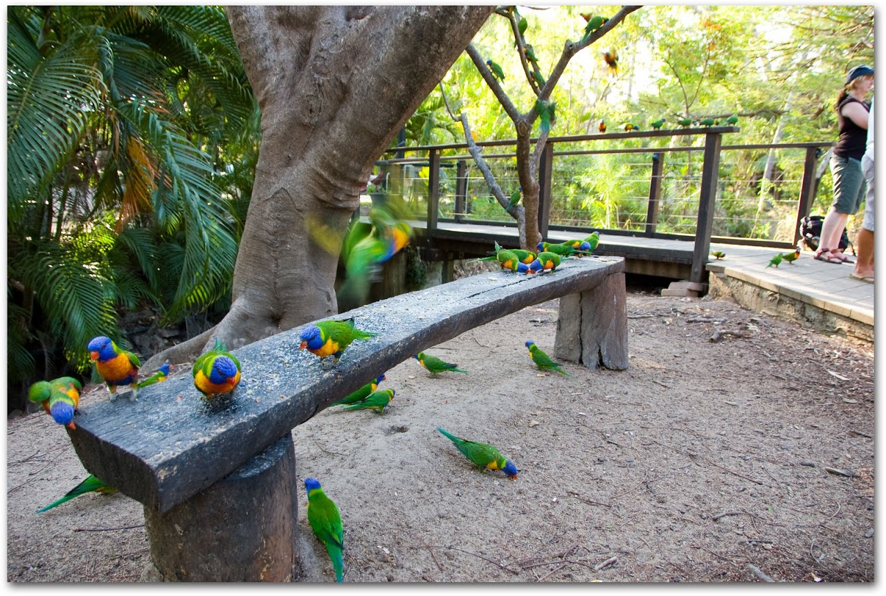 Lorikeets in garden at Bungalow Bay Village on Magnetic Island