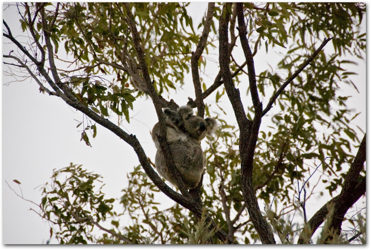Baby koala with mama koala in tree