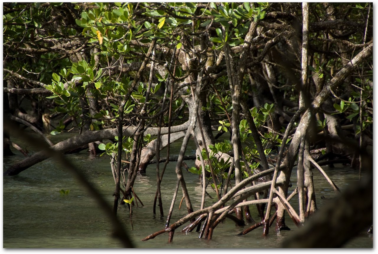 Daintree mangrove trees