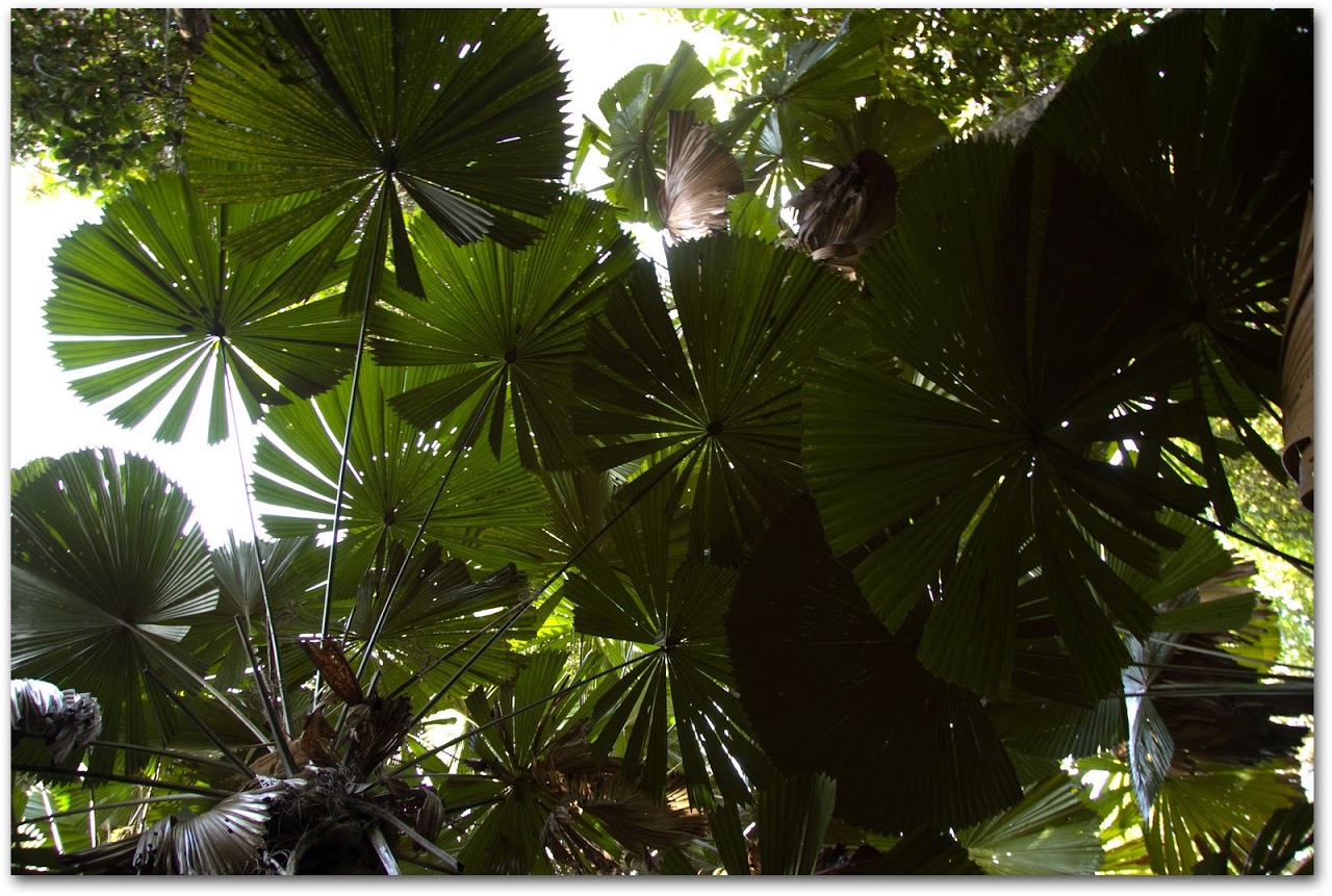 Fan palms at Daintree Rainforest
