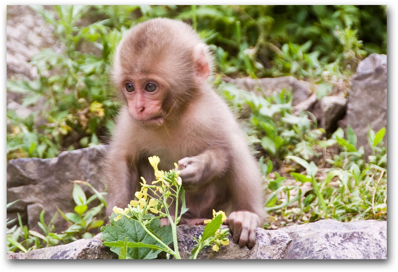 Baby monkey playing with flower