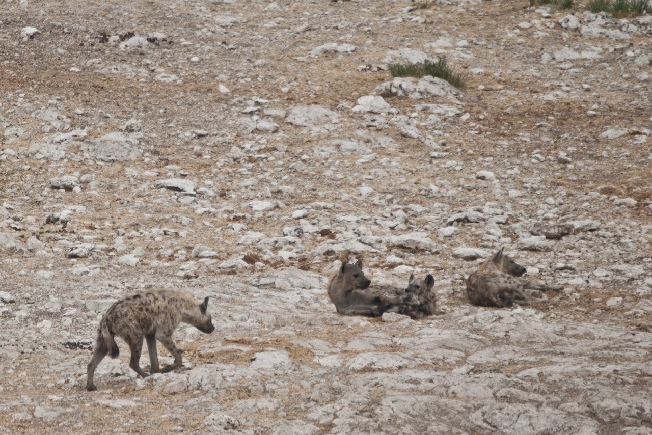 Hyenas Etosha