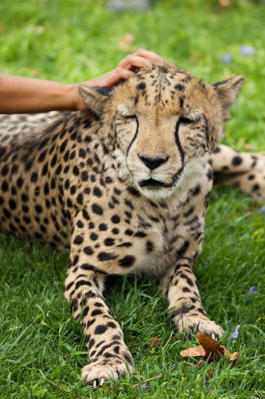 Scratching head of cheetah