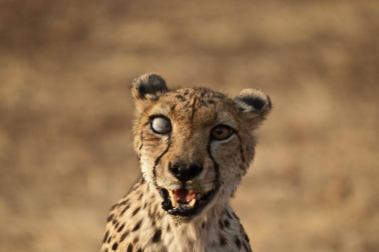 Wild cheetah with one eye