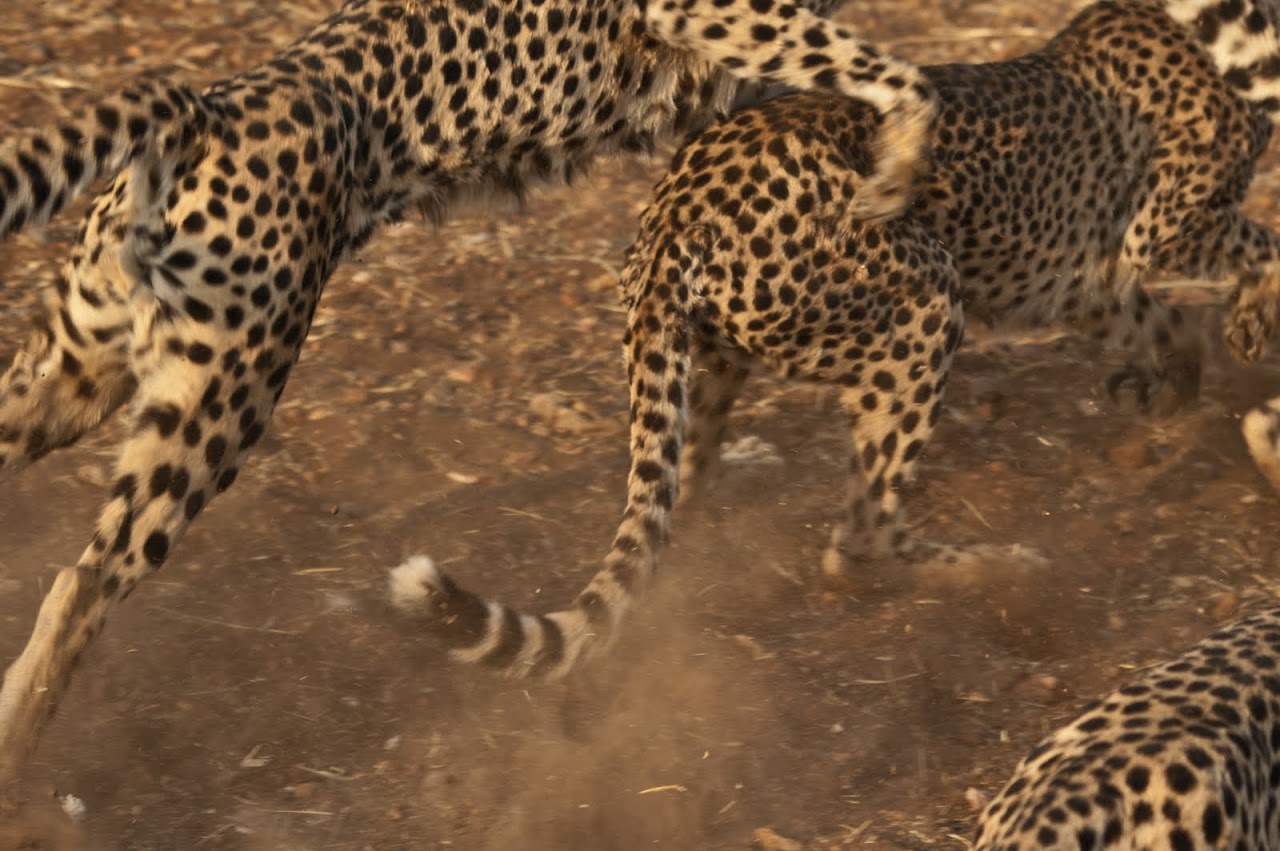 Cheetahs fighting over meat