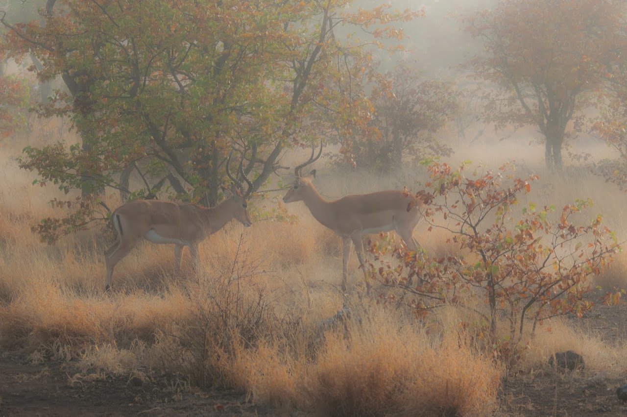 Impala walking around in morning mist