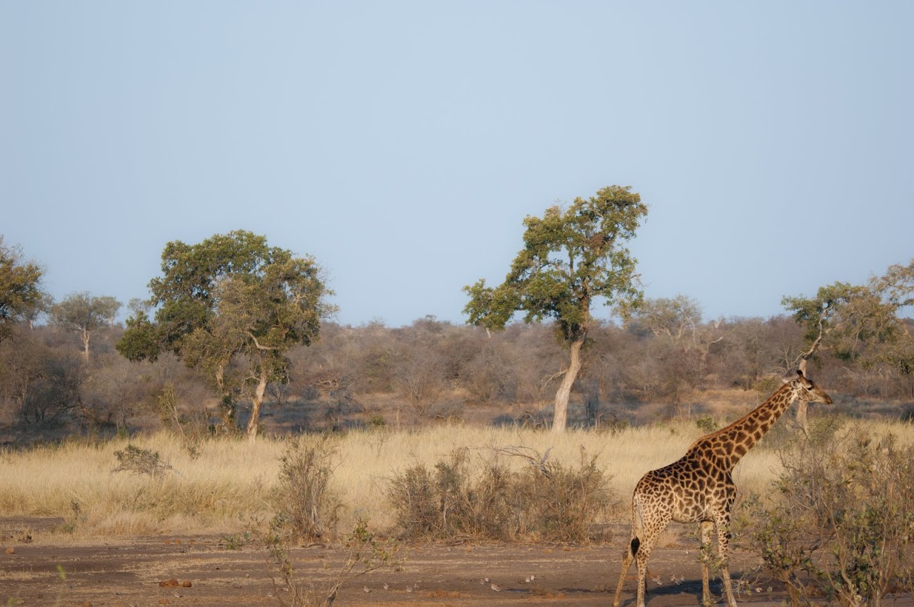Giraffe in Balule game reserve