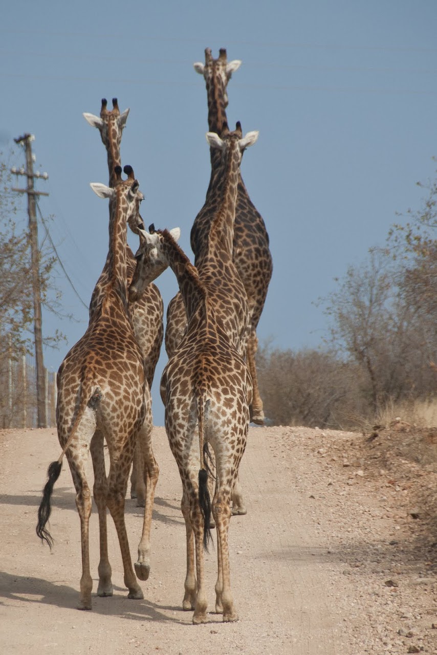 Group of giraffes before our vehicle