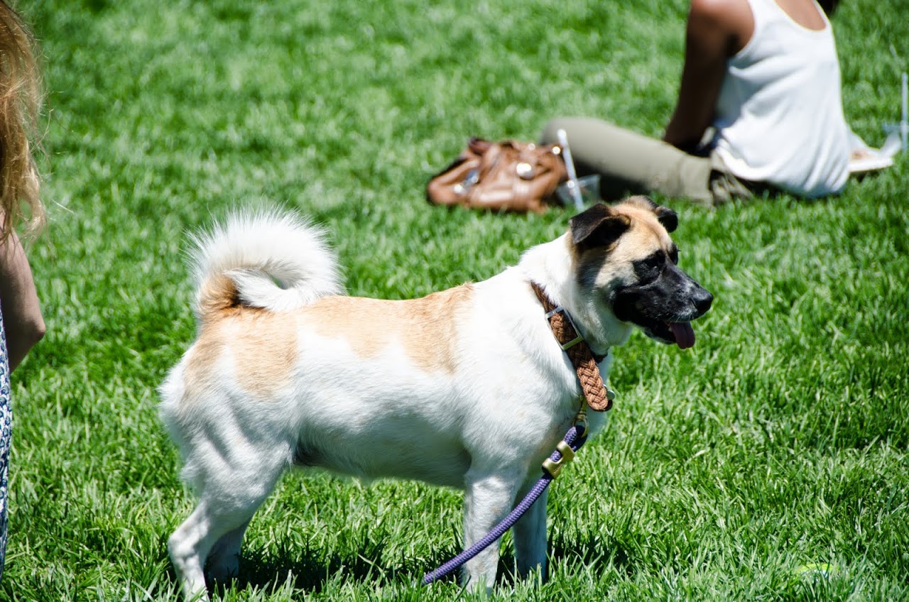 Dogs at the Picnic at the Presidio